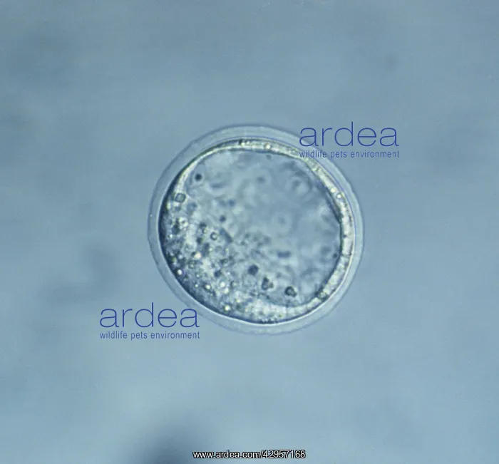 : Light Micrograph of Mouse Blastocyst : Light Micrograph of Mouse Blastocyst