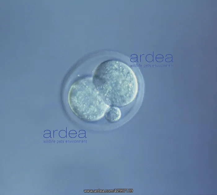 : Light Micrograph of Mouse Embryo at Two Cell Stage : Light Micrograph of Mouse Embryo at Two Cell Stage