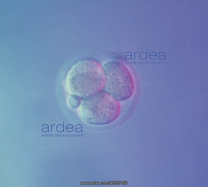 : Light Micrograph of Mouse Embryo at Four Cell Stage : Light Micrograph of Mouse Embryo at Four Cell Stage