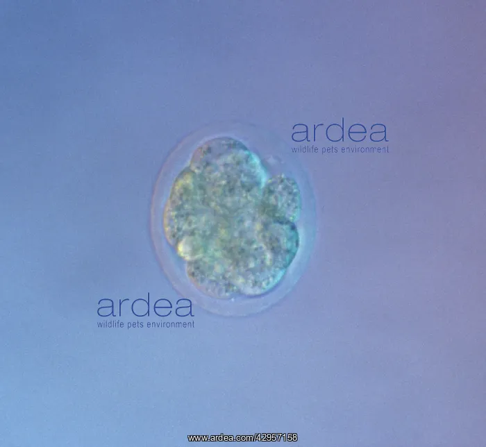 : Light Micrograph of Mouse Embryo at Eight Cell Stage : Light Micrograph of Mouse Embryo at Eight Cell Stage