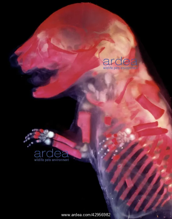 : Light Micrograph of Mouse Embryo - red dye to show bones : Light Micrograph of Mouse Embryo - red dye to show bones