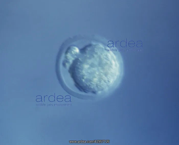 : Light Micrograph of Mouse Embryo at Single Cell : Light Micrograph of Mouse Embryo at Single Cell