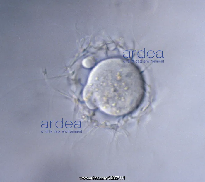 : Light Micrograph of Mouse Ovum being fertilized : Light Micrograph of Mouse Ovum being fertilized