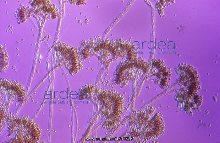 : Light Micrograph: Penicillin, The Penicillium mould : Light Micrograph: Penicillin, The Penicillium mould