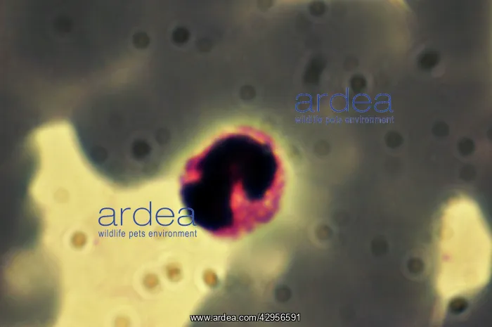  : Light Micrograph: Plasmodium: a parasitic protozoa