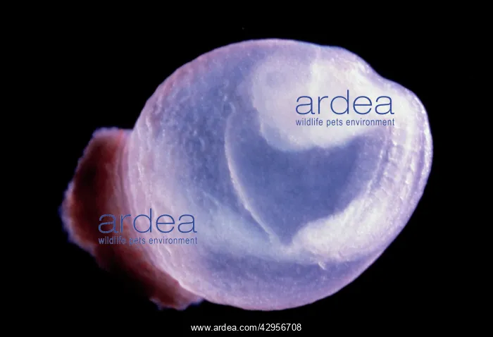 : Light Micrograph of Rat Embryo 10.2 days after : Light Micrograph of Rat Embryo 10.2 days after