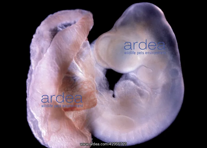 : Light Micrograph of Rat Embryo 11.5 days after fertilisation : Light Micrograph of Rat Embryo 11.5 days after fertilisation
