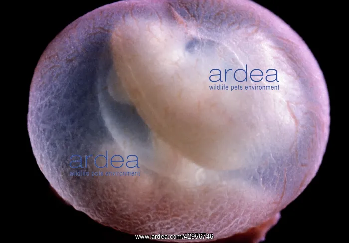  : Light Micrograph of Rat Embryo 11.5 days after fertilisation