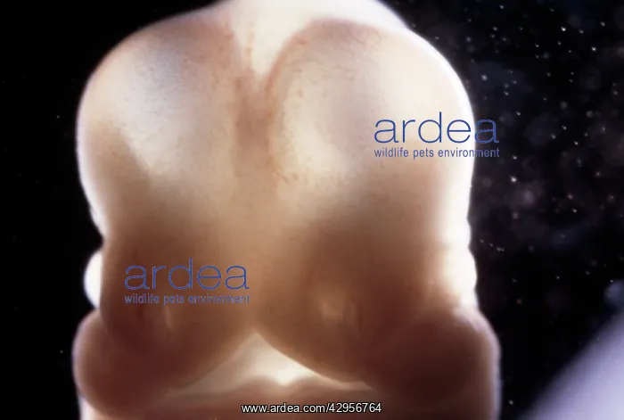 : Light Micrograph of Rat Embryo 13.2 days after fertilisation : Light Micrograph of Rat Embryo 13.2 days after fertilisation
