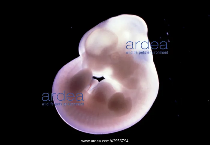 : Light Micrograph of Rat Embryo 13.2 days after fertilisation : Light Micrograph of Rat Embryo 13.2 days after fertilisation
