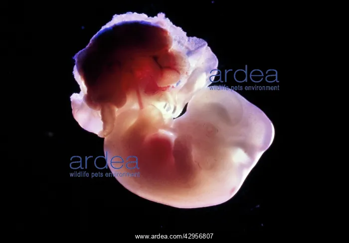: Light Micrograph of Rat Embryo 13.2 days after : Light Micrograph of Rat Embryo 13.2 days after
