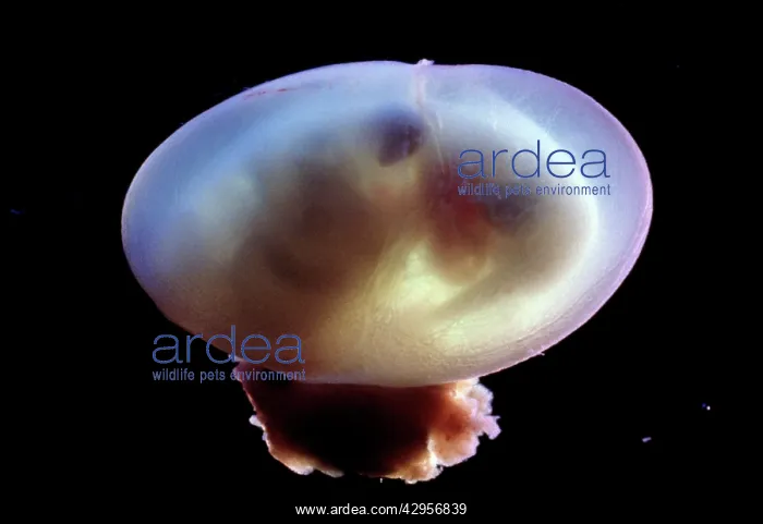 : Light Micrograph of Rat Embryo - 14.5 days into : Light Micrograph of Rat Embryo - 14.5 days into