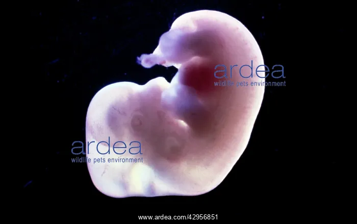 : Light Micrograph of Rat Embryo at 14.5days old : Light Micrograph of Rat Embryo at 14.5days old