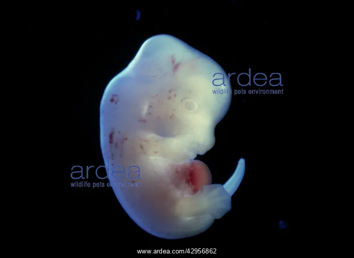 : Light Micrograph of Rat Embryo - at 15.5 days : Light Micrograph of Rat Embryo - at 15.5 days