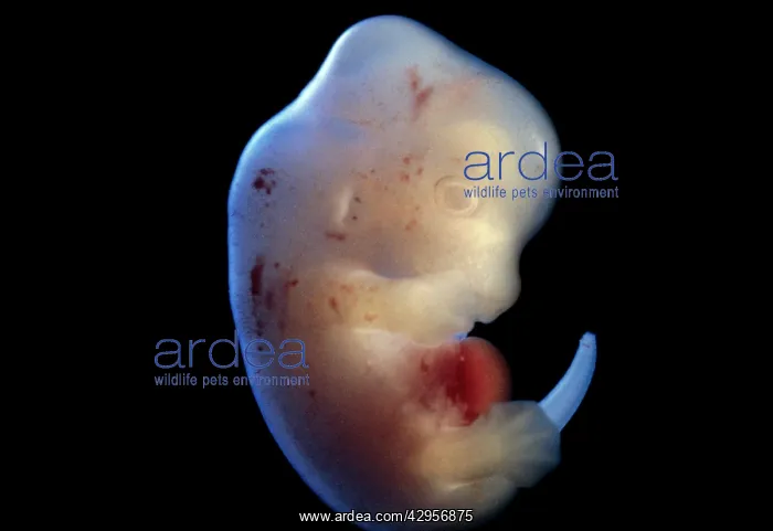 : Light Micrograph of Rat Embryo at 15.5 days, no : Light Micrograph of Rat Embryo at 15.5 days, no