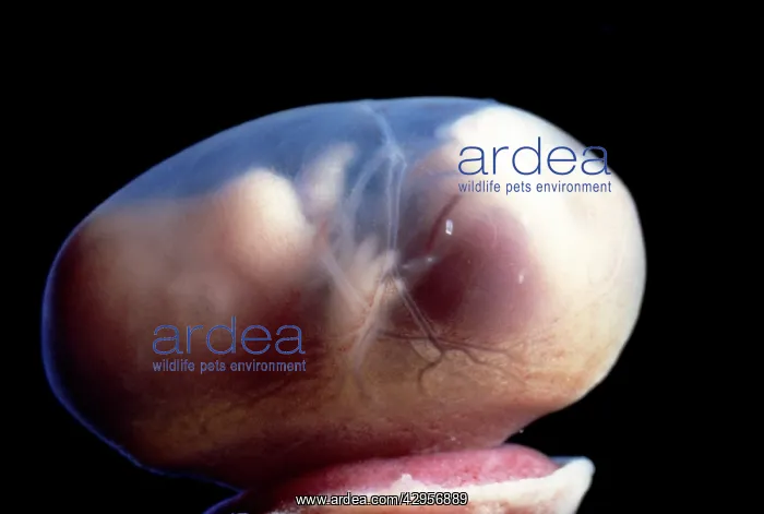 : Light Micrograph of Rat Embryo - 15.5 days into : Light Micrograph of Rat Embryo - 15.5 days into