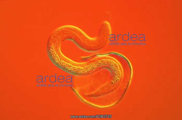 : Light Micrograph - a roundworm hatching from its : Light Micrograph - a roundworm hatching from its