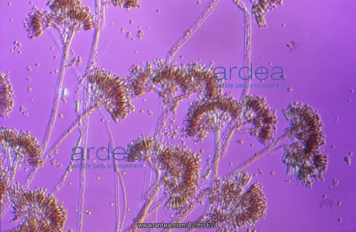 : Light Micrograph showing fruiting bodies (conidiophores) : Light Micrograph showing fruiting bodies (conidiophores)