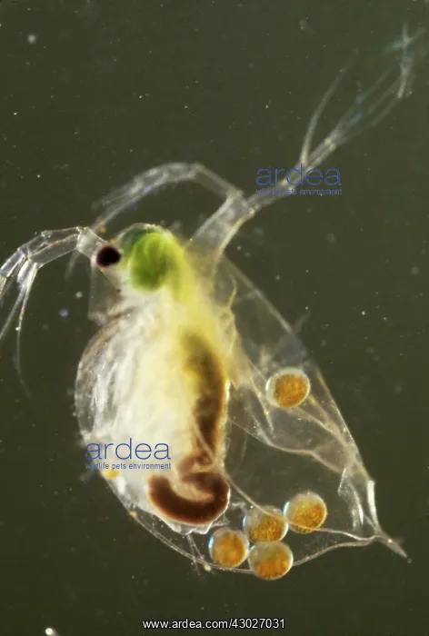 : Light Micrograph: Water Flea : Light Micrograph: Water Flea