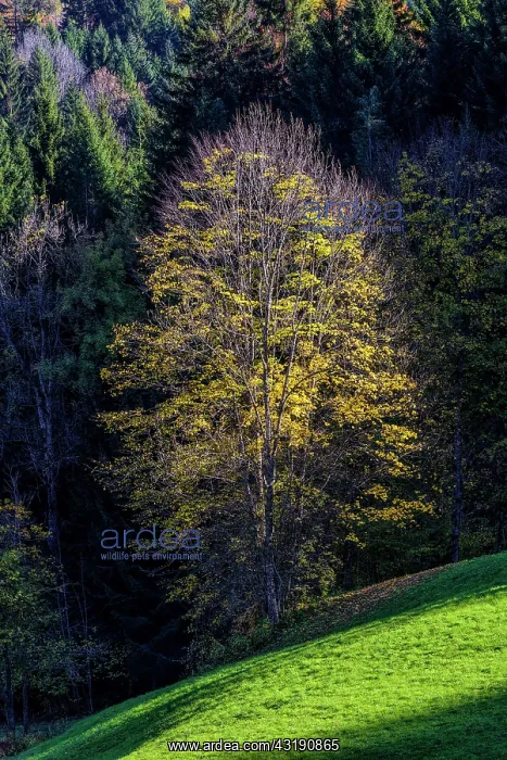 : Light play in the foliage of a maple in autumn : Light play in the foliage of a maple in autumn