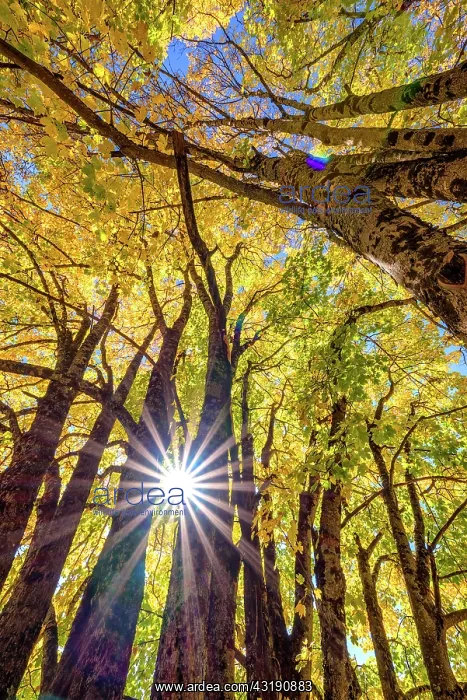: Light play in maple foliage in autumn, Aravis Massif : Light play in maple foliage in autumn, Aravis Massif