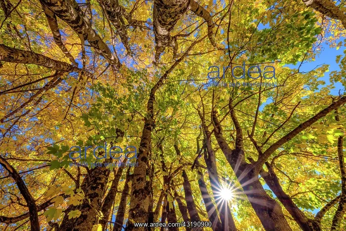 : Light play in maple foliage in autumn, Aravis Massif : Light play in maple foliage in autumn, Aravis Massif