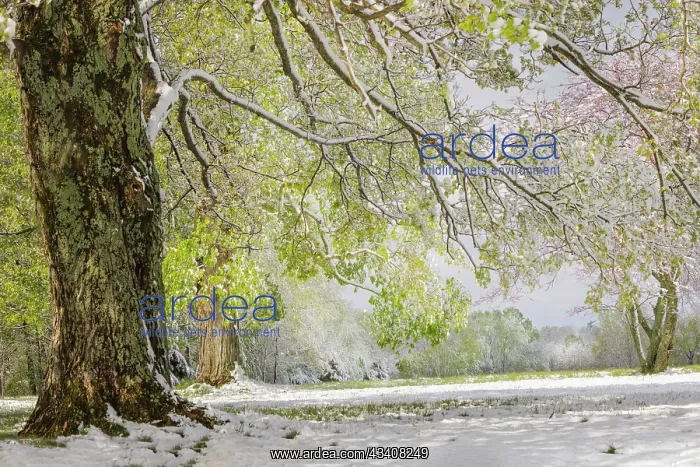 : Light snow on overhanging branches in early spring : Light snow on overhanging branches in early spring