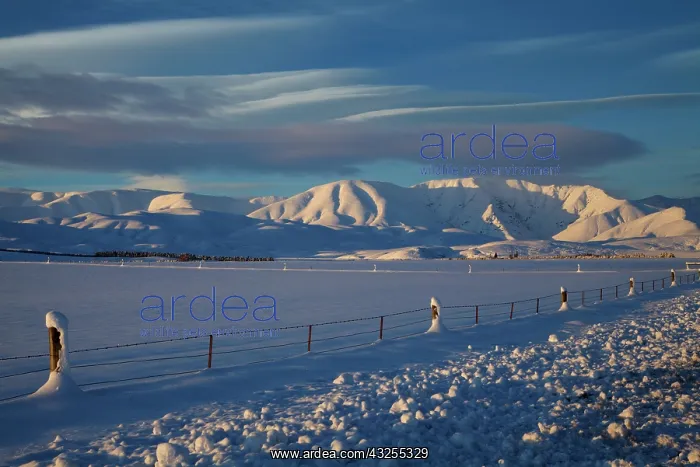 : Last light on snowy farmland and Hawkdun : Last light on snowy farmland and Hawkdun