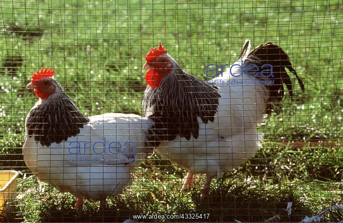 : Light Sussex CHICKENS - Pair : Light Sussex CHICKENS - Pair