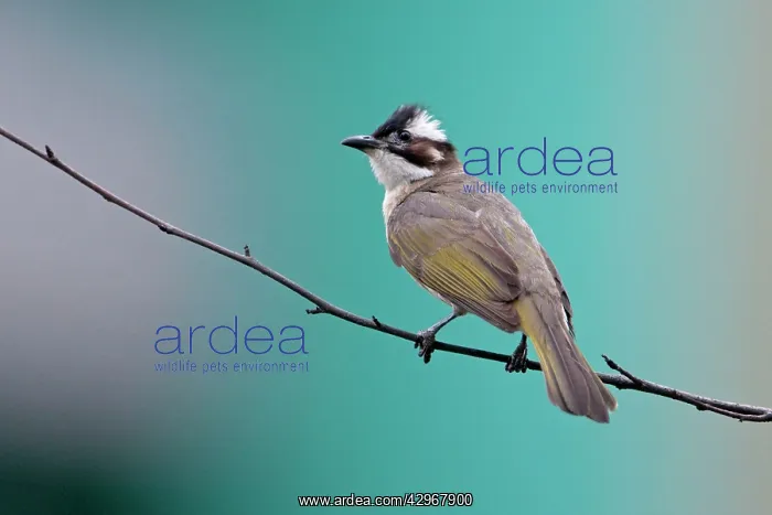 : Light-vented Bulbul / Chinese Bulbul : Light-vented Bulbul / Chinese Bulbul