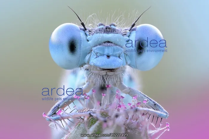  : Lightblue eyes damselfly, Luzzara, Reggio Emilia