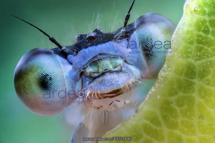 : Lightblue eyes damselfly, Luzzara, Reggio Emilia : Lightblue eyes damselfly, Luzzara, Reggio Emilia