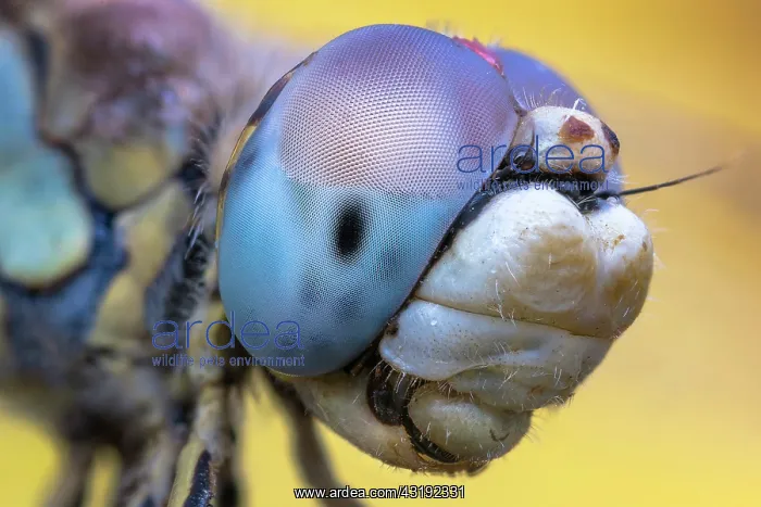 : Lightblue eyes dragonfly, Luzzara, Reggio Emilia : Lightblue eyes dragonfly, Luzzara, Reggio Emilia