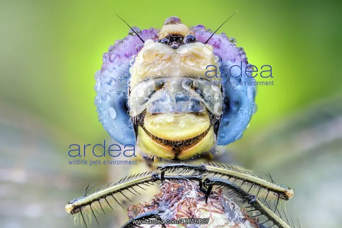 : Lightblue eyes dragonfly, Luzzara, Reggio Emilia : Lightblue eyes dragonfly, Luzzara, Reggio Emilia