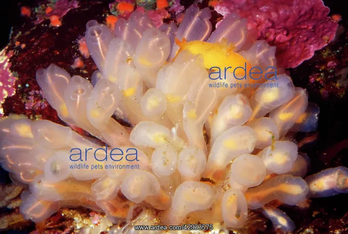 : Lightbulb Tunicate Sea Squirt - on rocks : Lightbulb Tunicate Sea Squirt - on rocks