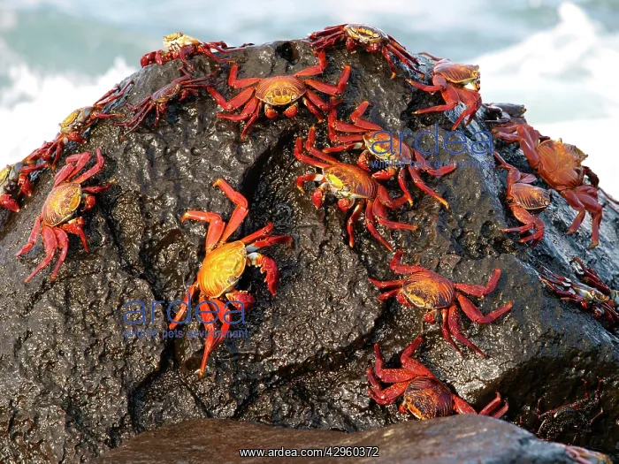 : Lightfoot Crab : Lightfoot Crab