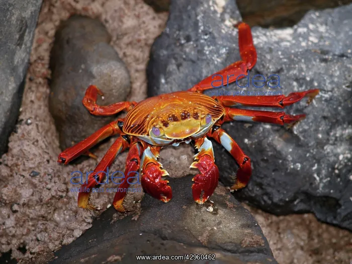 : Lightfoot Crab : Lightfoot Crab