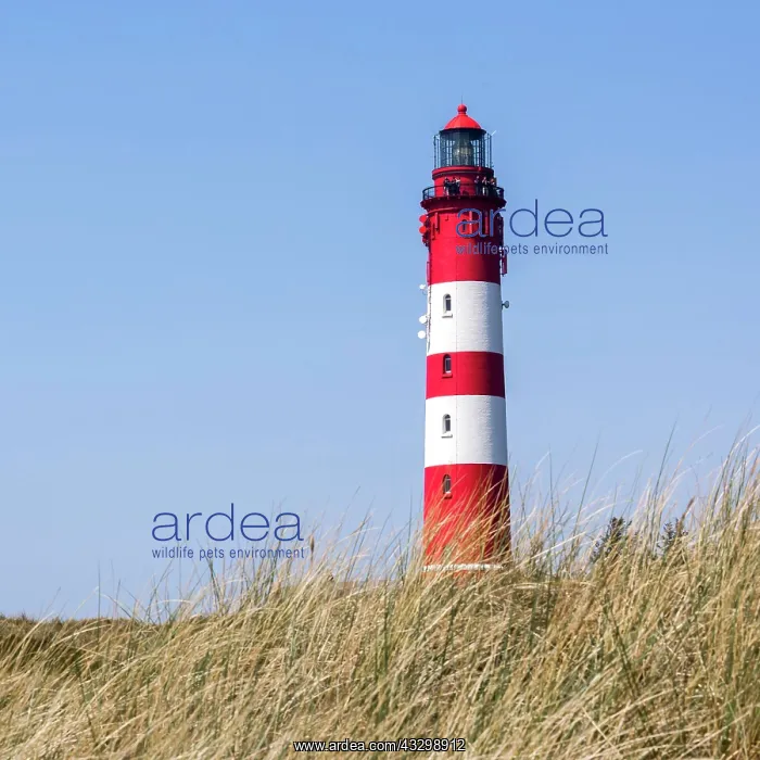 : Lighthouse, Amrum, North Frisian Islands, Schleswig-Holstein : Lighthouse, Amrum, North Frisian Islands, Schleswig-Holstein