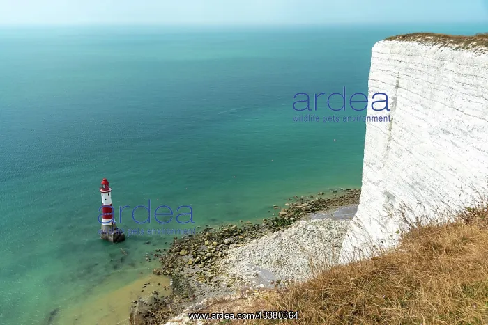 : The lighthouse at Beachy Head, the highest cliff : The lighthouse at Beachy Head, the highest cliff