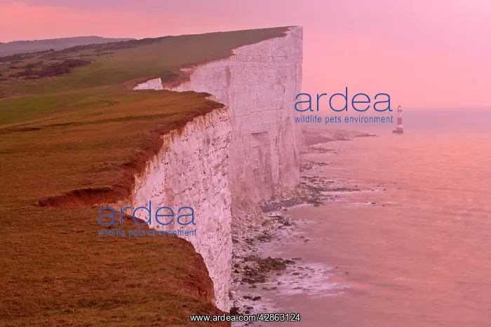 : Lighthouse at Beachy Head and steep chalk cliffs at sunrise : Lighthouse at Beachy Head and steep chalk cliffs at sunrise