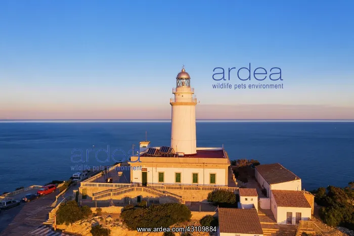 : Lighthouse at Cap Formentor in the morning light : Lighthouse at Cap Formentor in the morning light