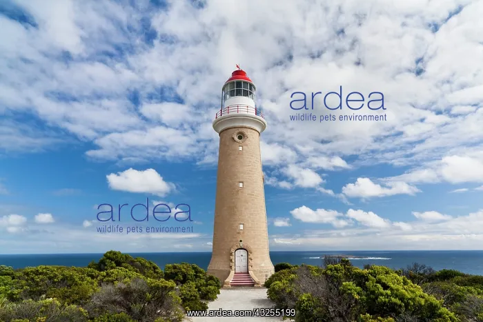 : Lighthouse of Cape du Couedic, Australia : Lighthouse of Cape du Couedic, Australia