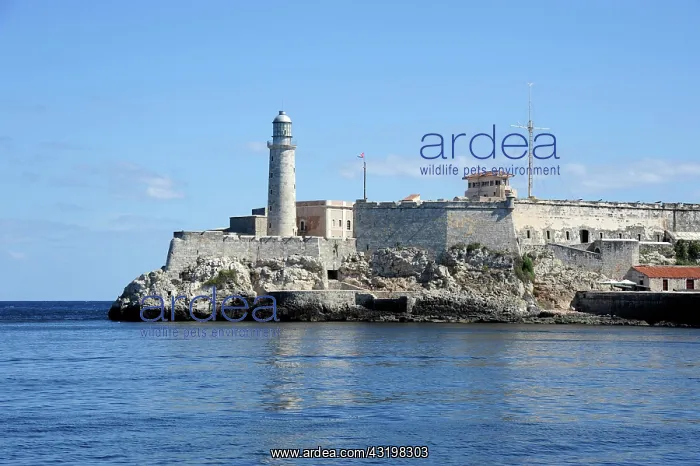 : Lighthouse and castle at the entrance of the harbour : Lighthouse and castle at the entrance of the harbour