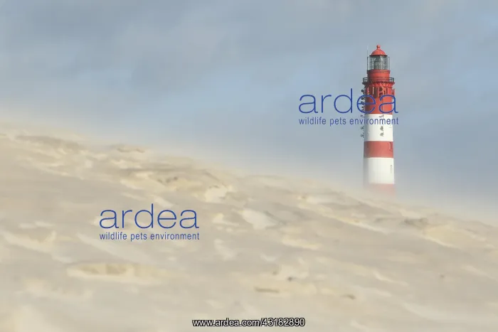 : Lighthouse in dune landscape, fog, Amrum island : Lighthouse in dune landscape, fog, Amrum island