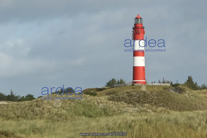 : Lighthouse in dune landscape, fog, Amrum island : Lighthouse in dune landscape, fog, Amrum island