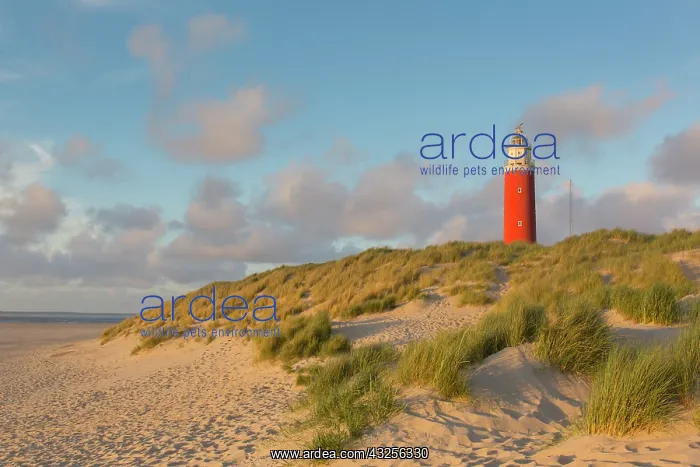 : Lighthouse Eierland - Isle of Texel - Noord-Holland : Lighthouse Eierland - Isle of Texel - Noord-Holland