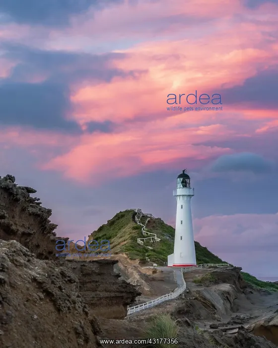 : Lighthouse in the evening light under a pink cloudy : Lighthouse in the evening light under a pink cloudy