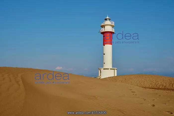 : Lighthouse Far del Fangar on sandy dunes, beach : Lighthouse Far del Fangar on sandy dunes, beach