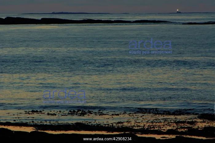 : Lighthouse on the Farnes - twilight over the North : Lighthouse on the Farnes - twilight over the North