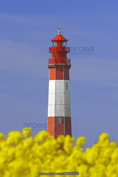: Lighthouse Fluegge, Flagge and flowering rape field on Fehma : Lighthouse Fluegge, Flagge and flowering rape field on Fehma